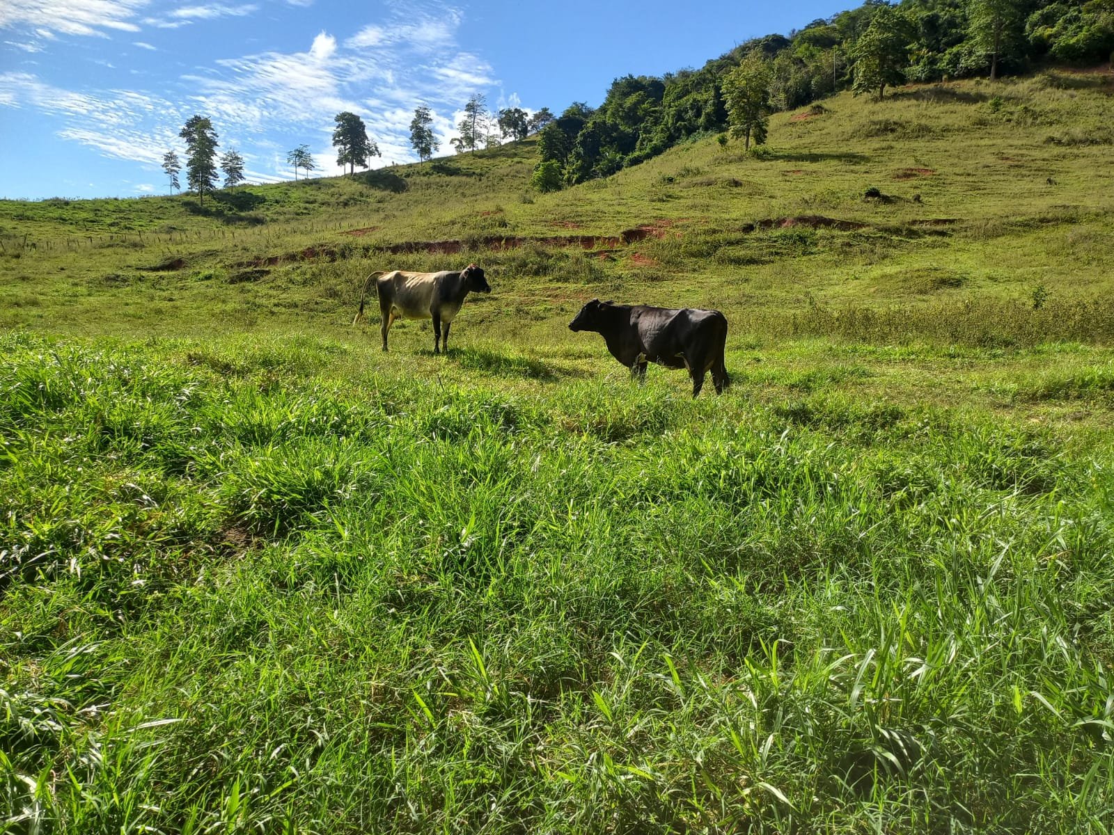 Vista da fazenda entre Ipanema e Taparuba