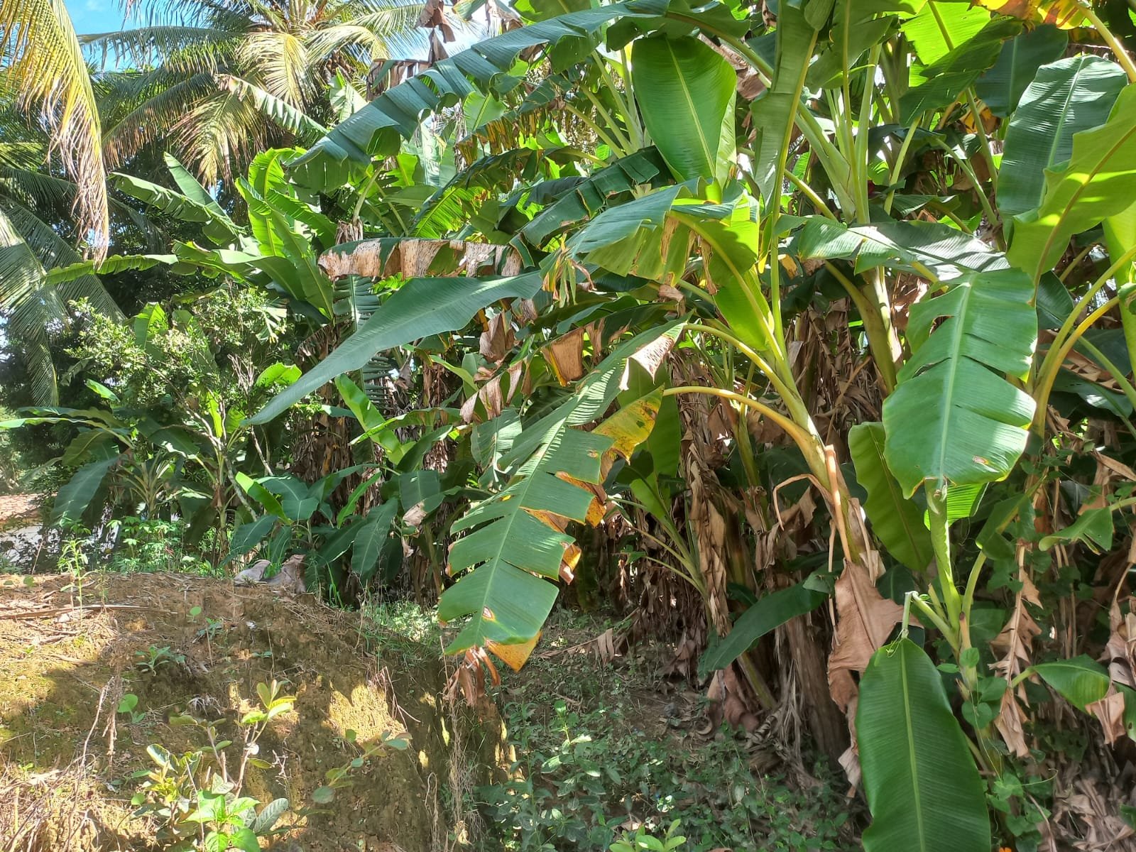 FAZENDA - FOTO 11