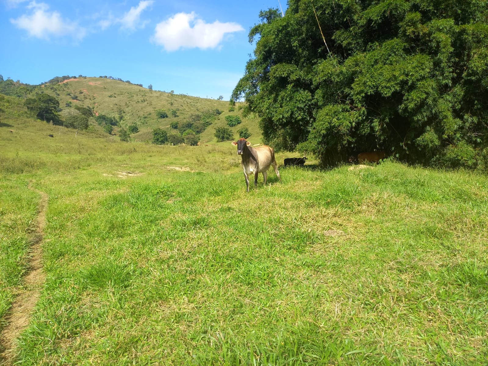 FAZENDA - FOTO 14
