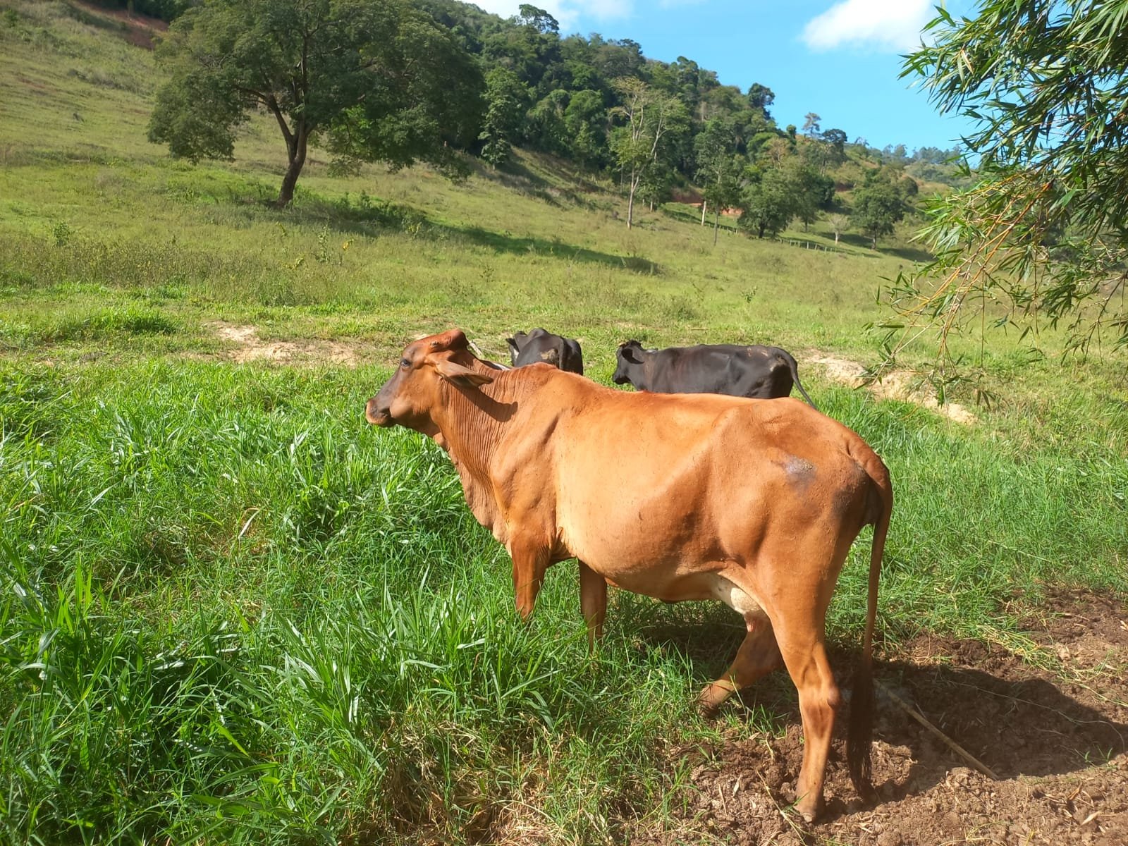 FAZENDA - FOTO 16