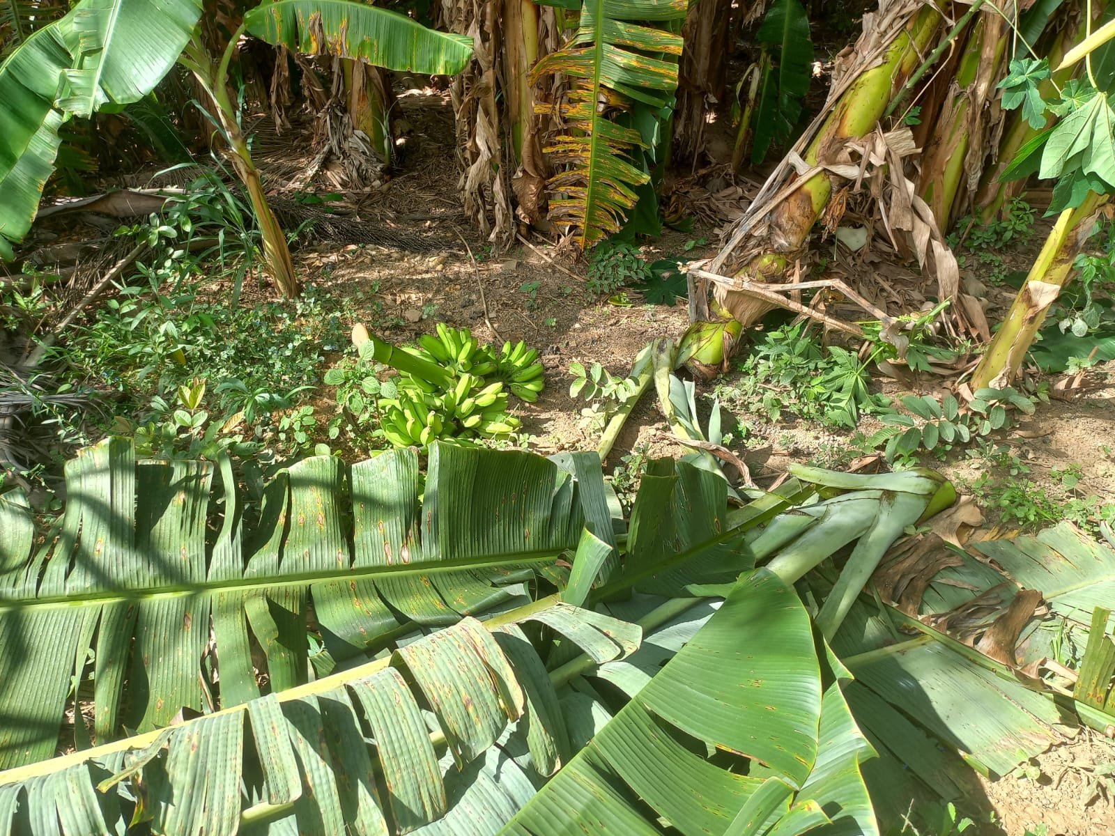 FAZENDA - FOTO 3