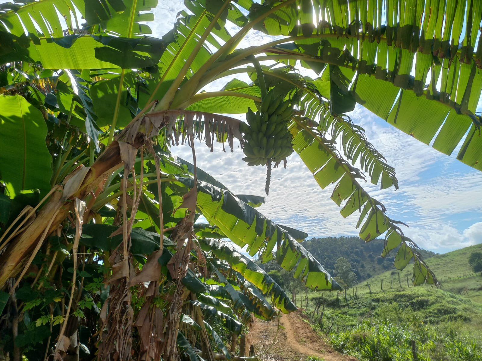 FAZENDA - FOTO 4