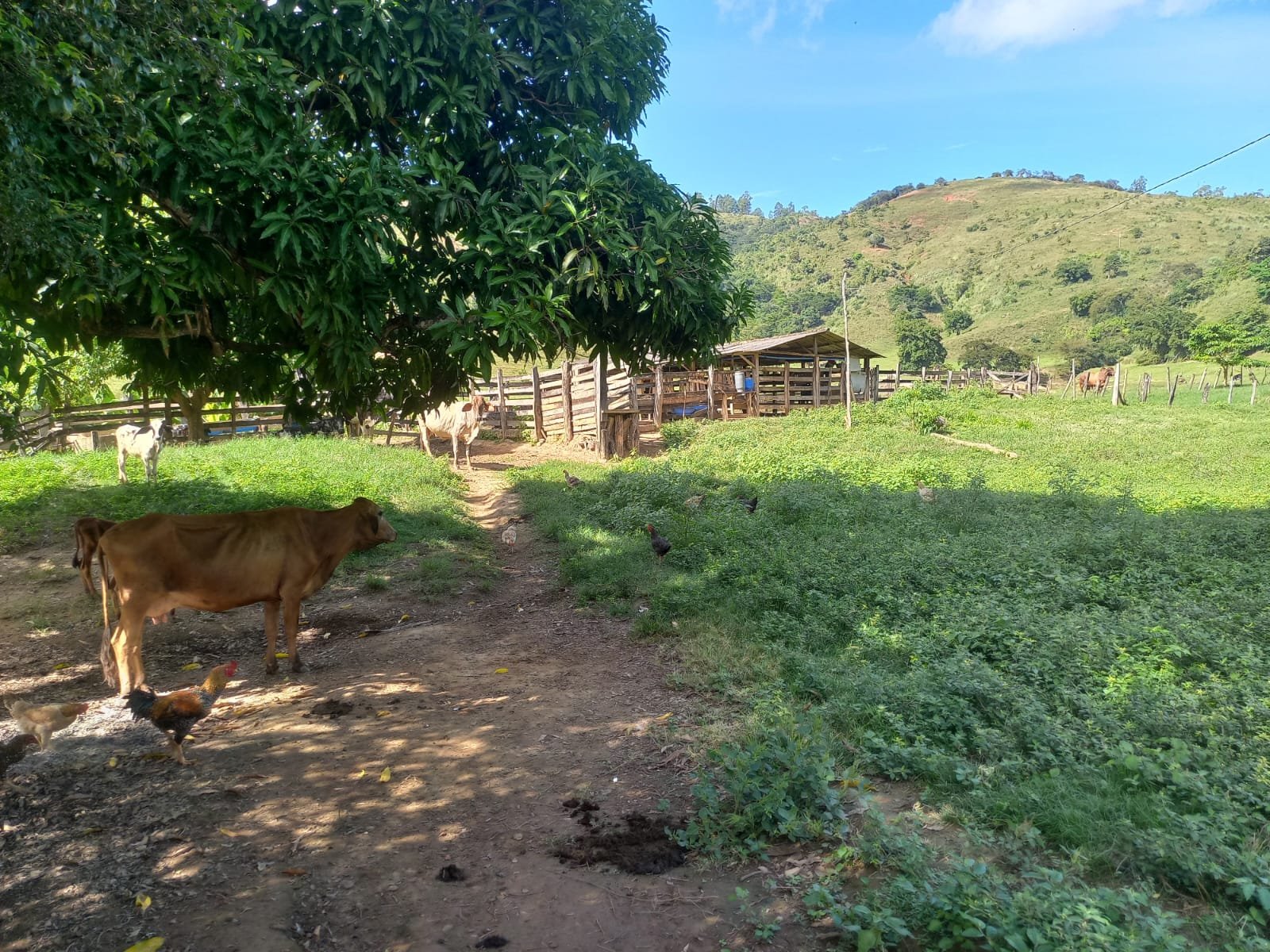 FAZENDA - FOTO 8